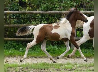 Lewitzer, Mare, 1 year, 14.2 hh, Tobiano-all-colors