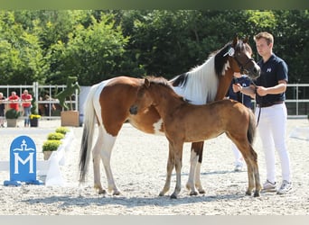 Lewitzer, Mare, 1 year, Brown