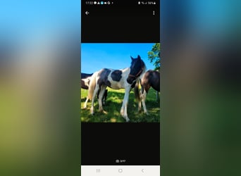 Lewitzer, Mare, 1 year, Pinto