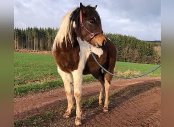 Lewitzer, Mare, 2 years, 14.2 hh, Pinto