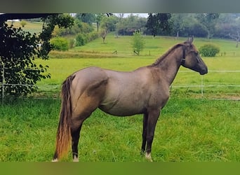 Lewitzer, Mare, 2 years, 14,2 hh, Dun