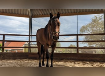 Lewitzer Mix, Mare, 2 years, 15.2 hh, Brown
