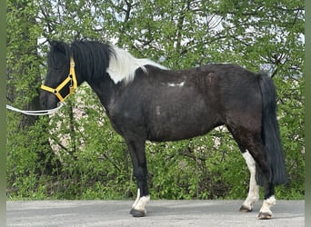 Lewitzer Mix, Mare, 3 years, 12 hh, Pinto