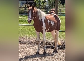 Lewitzer, Mare, 3 years, 14,1 hh, Pinto