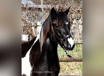 Lewitzer, Mare, 3 years, 14.1 hh, Tobiano-all-colors