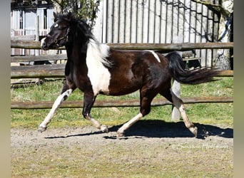 Lewitzer, Mare, 3 years, 14.1 hh, Tobiano-all-colors