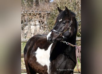Lewitzer, Mare, 3 years, 14.1 hh, Tobiano-all-colors