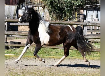 Lewitzer, Mare, 3 years, 14.1 hh, Tobiano-all-colors