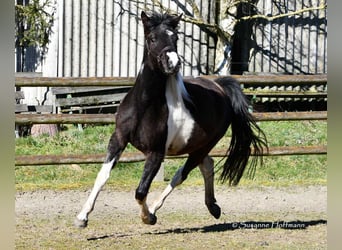 Lewitzer, Mare, 3 years, 14.1 hh, Tobiano-all-colors
