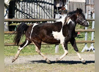 Lewitzer, Mare, 3 years, 14.1 hh, Tobiano-all-colors