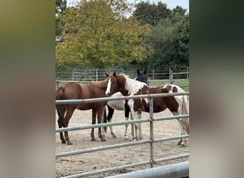 Lewitzer, Mare, 3 years, 14,1 hh, Pinto