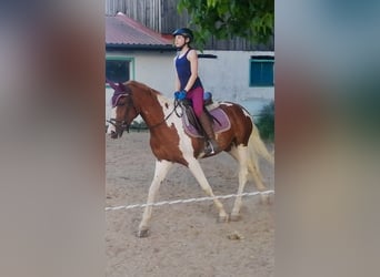 Lewitzer, Mare, 3 years, 14,2 hh, Pinto