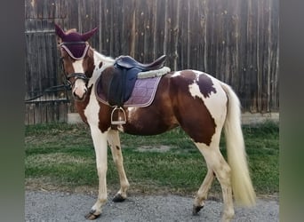 Lewitzer, Mare, 3 years, 14,2 hh, Pinto