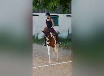 Lewitzer, Mare, 3 years, 14,2 hh, Pinto
