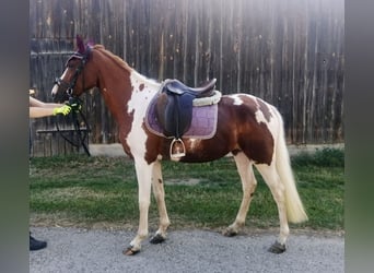 Lewitzer, Mare, 3 years, 14,2 hh, Pinto