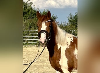 Lewitzer, Mare, 3 years, 14,2 hh, Pinto