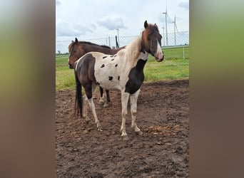 Lewitzer, Mare, 4 years, 13.2 hh