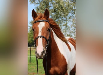 Lewitzer, Mare, 4 years, 14 hh