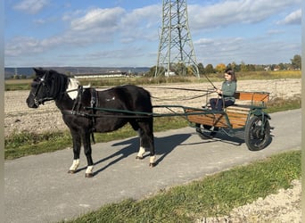 Lewitzer Mix, Mare, 6 years, 12,2 hh, Pinto