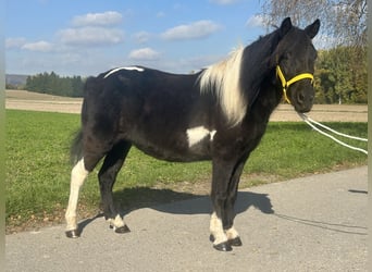 Lewitzer Mix, Mare, 6 years, 12,2 hh, Pinto