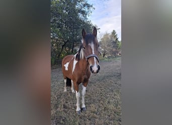 Lewitzer, Mare, 6 years, 13.1 hh