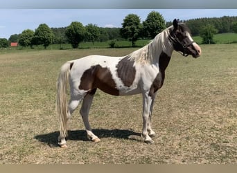 Lewitzer Mix, Mare, 6 years, 14.1 hh, Tobiano-all-colors