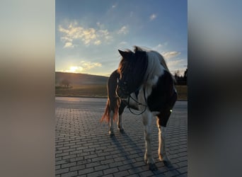 Lewitzer, Mare, 6 years, 14,1 hh, Pinto
