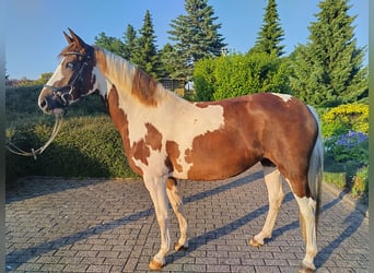 Lewitzer, Mare, 6 years, 14,1 hh, Pinto