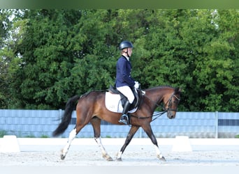 Lewitzer Mix, Mare, 7 years, 13 hh, Brown