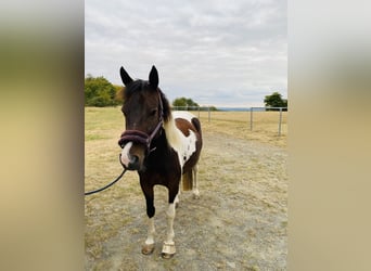 Lewitzer, Mare, 7 years, 14.1 hh, Pinto