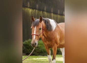 Lewitzer, Mare, 7 years, 14.1 hh, Pinto