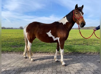 Lewitzer, Mare, 7 years, 14.1 hh, Tobiano-all-colors