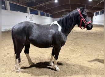 Lewitzer, Mare, 7 years, 14,1 hh, Pinto