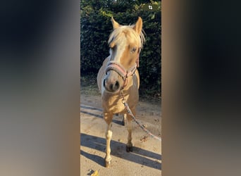 Lewitzer Mix, Stute, 8 Jahre, 12,3 hh, Schecke