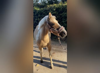 Lewitzer Mix, Stute, 8 Jahre, 12,3 hh, Schecke