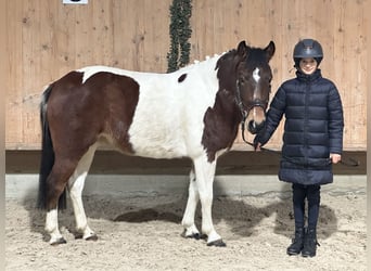 Lewitzer Mix, Mare, 8 years, 12,2 hh, Pinto