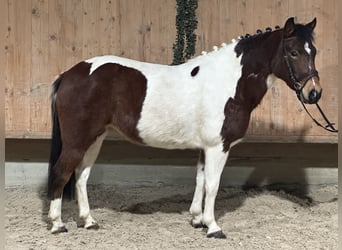Lewitzer Mix, Mare, 8 years, 12,2 hh, Pinto