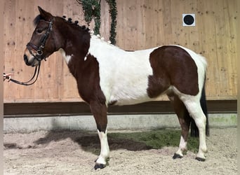 Lewitzer Mix, Mare, 8 years, 12,2 hh, Pinto