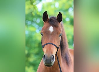 Lewitzer, Mare, 8 years, 13,3 hh, Brown