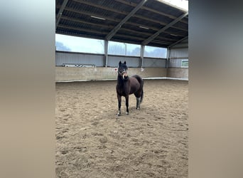 Lewitzer Mix, Mare, 8 years, 13 hh, Pinto