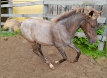 Lewitzer Mix, Stute, Fohlen (04/2024), 13,2 hh