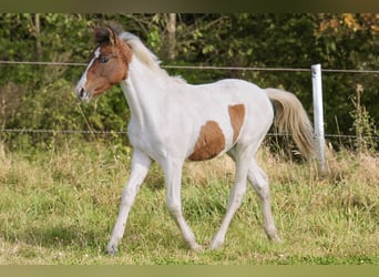 Lewitzer, Stute, Fohlen (03/2024), 14,1 hh, Schecke