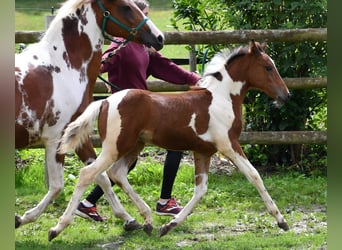 Lewitzer, Mare, Foal (05/2025), 14,2 hh, Tobiano-all-colors
