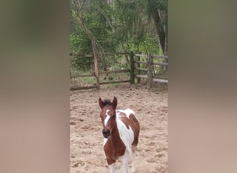 Lewitzer Mix, Mare, Foal (03/2025)