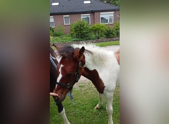 Lewitzer Mix, Mare, 