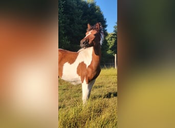 Lewitzer Mix, Mare, Foal (03/2025), Pinto