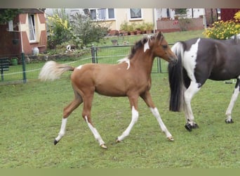 Lewitzer, Mare, Foal (04/2024), Pinto