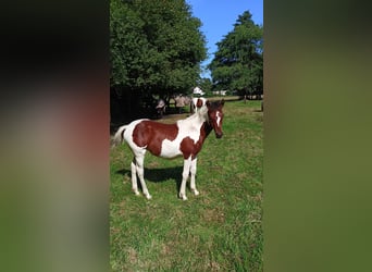 Lewitzer Mix, Mare, Foal (03/2025), Pinto