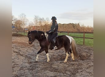 Lewitzer, Merrie, 10 Jaar, 138 cm, Tobiano-alle-kleuren