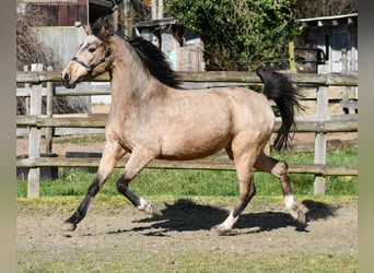 Lewitzer, Merrie, 10 Jaar, 147 cm, Buckskin
